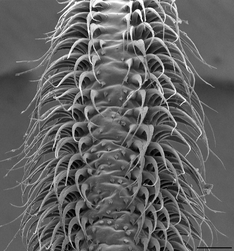 Erectile tissue on nectar bat tongue