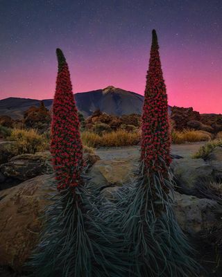 The aurora creates a pink glow behind mountains and desert flowers