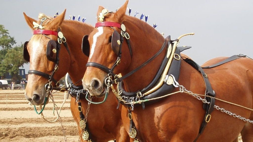 Suffolk Punch