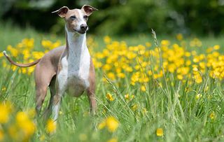 Jo Amsell with her husband Martin and her Italian Greyhounds