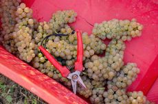 Gaia & Rey Chardonnay