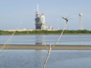 dragonfly and space shuttle atlantis