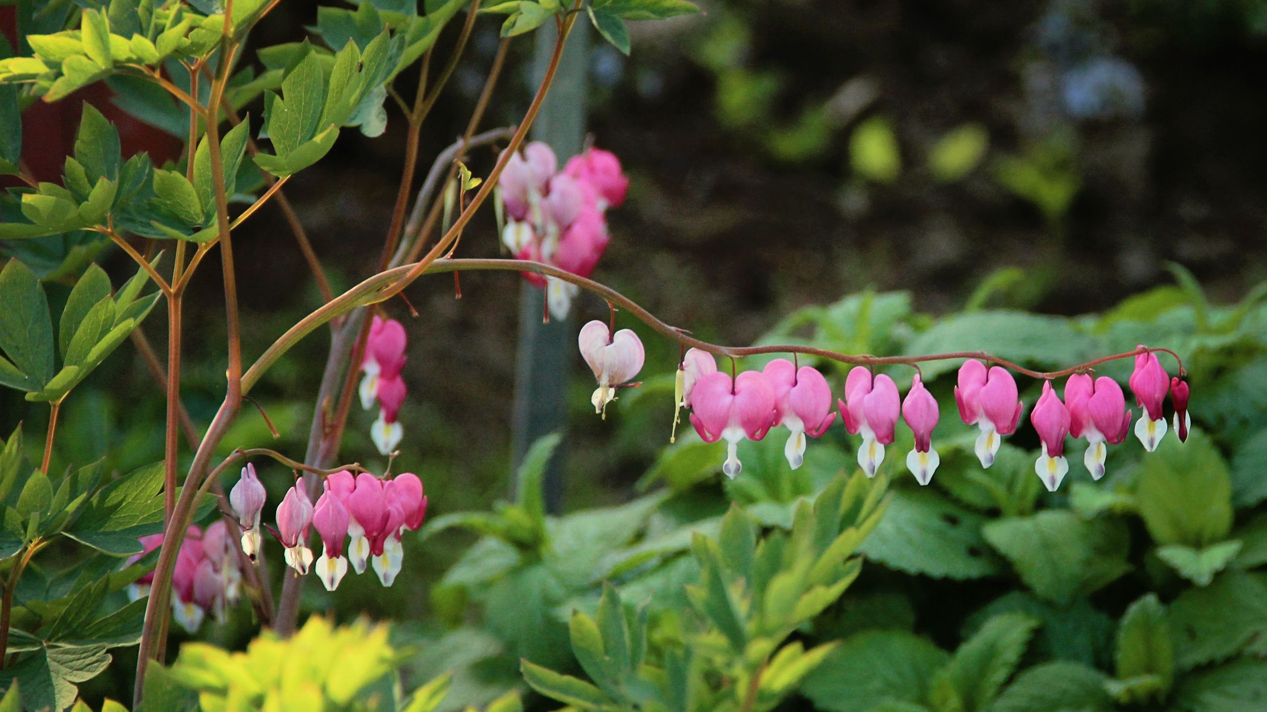 6 of the best cottage garden plants for pots – nail the whimsical planting scheme wherever you've got room for containers