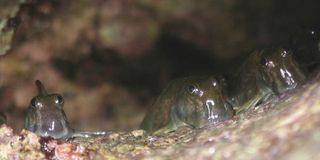fish-leaping-blenny-100629-02