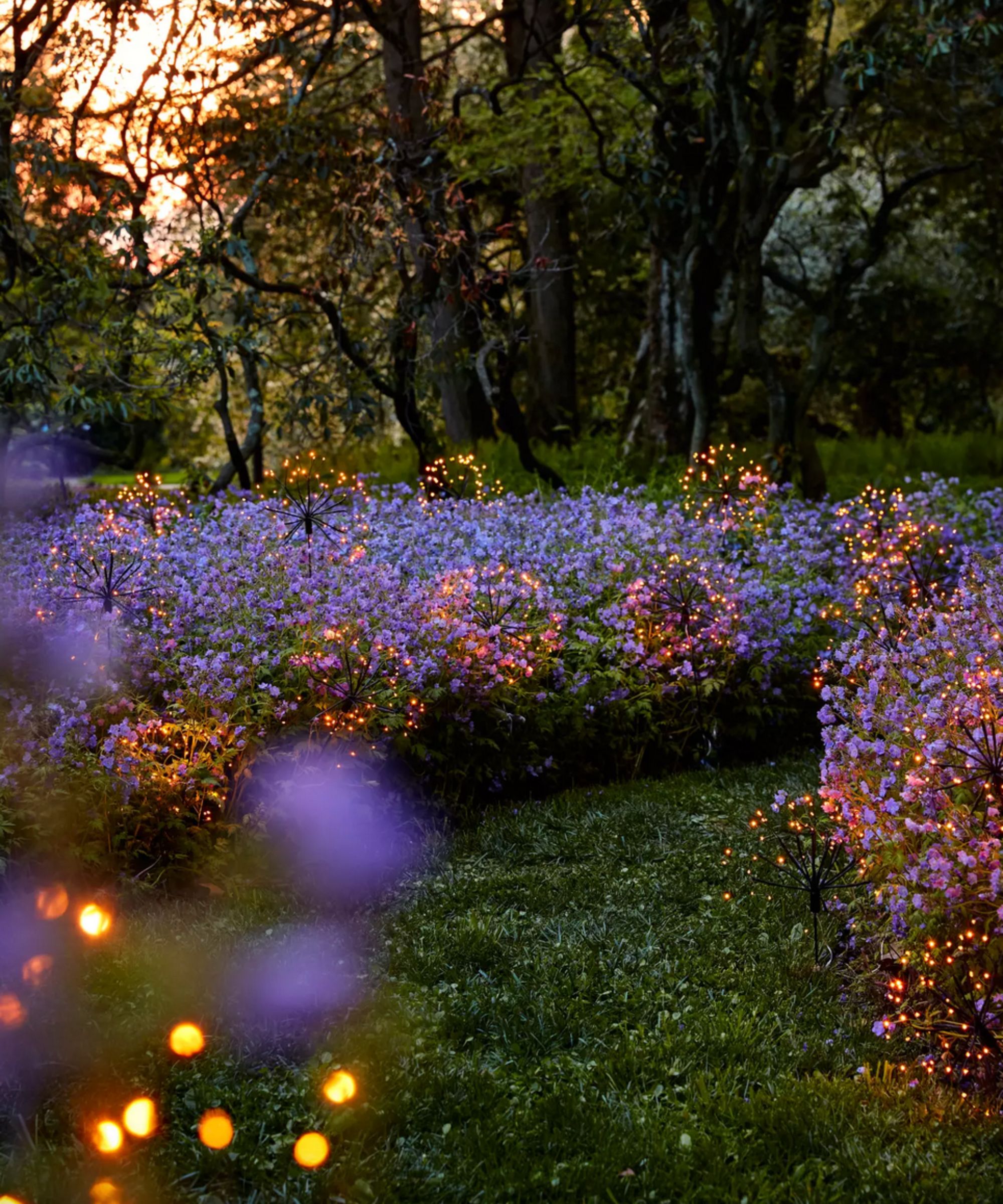 Outdoor dandelion lights in amongst purple flowers