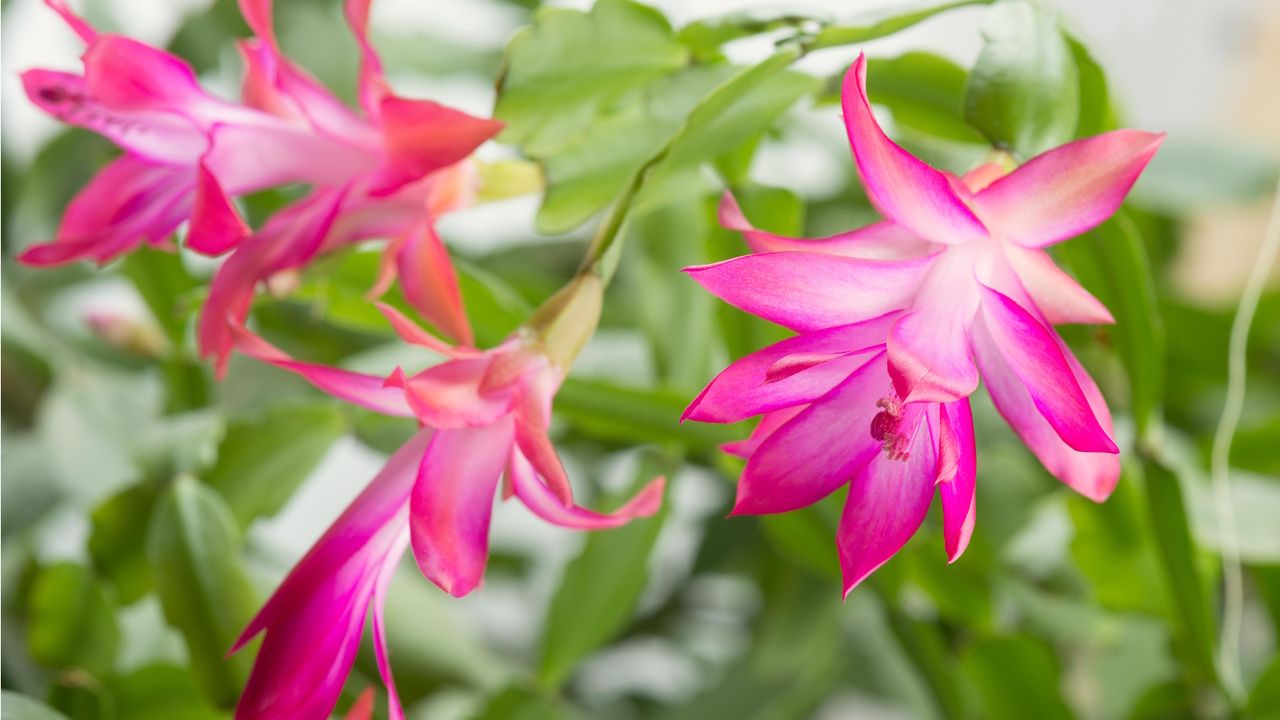 Pink flowering Christmas cactus