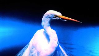 Faith No More - Angel Dust