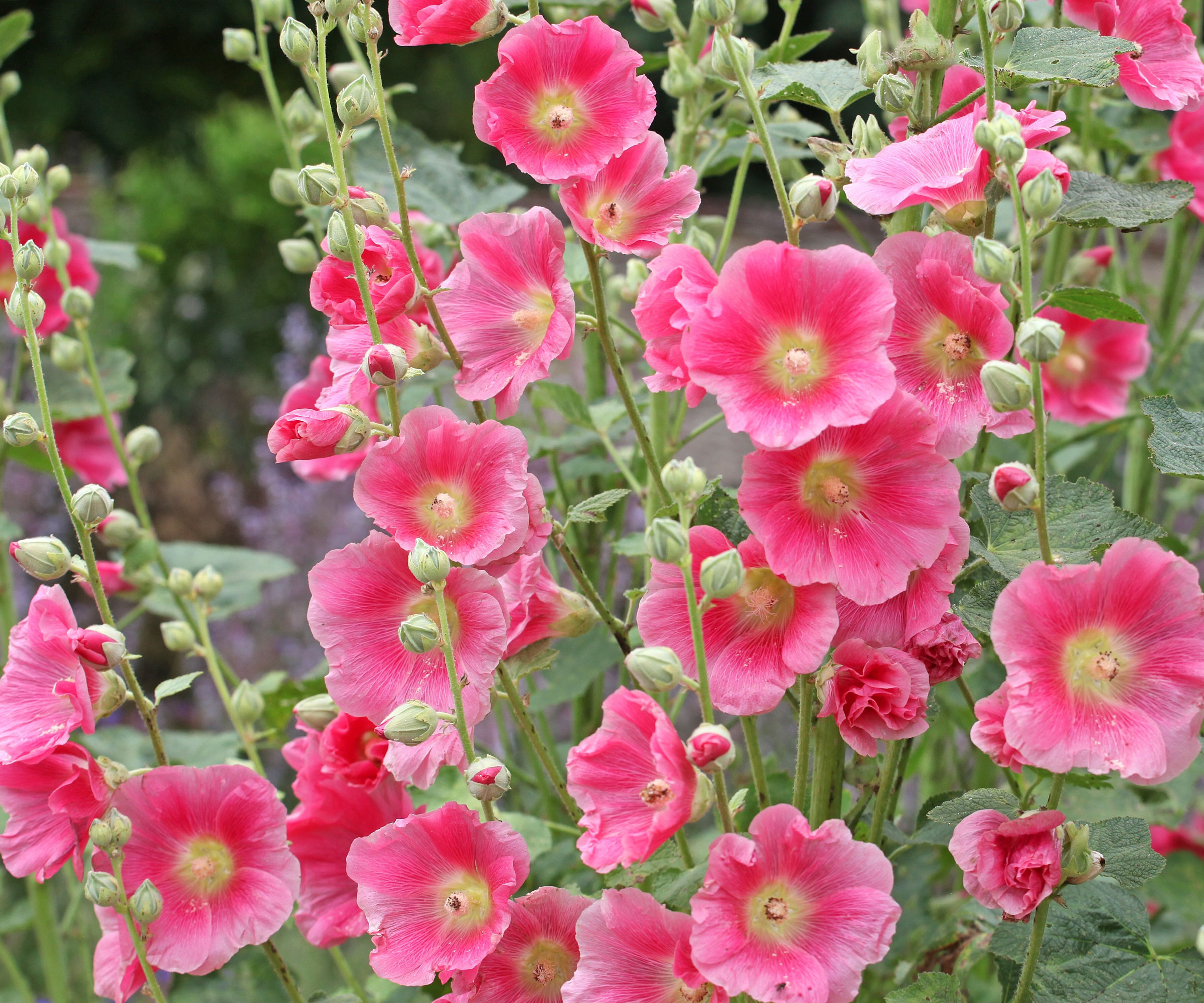 bright pink hollyhocks in full bloom
