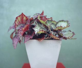 Begonia