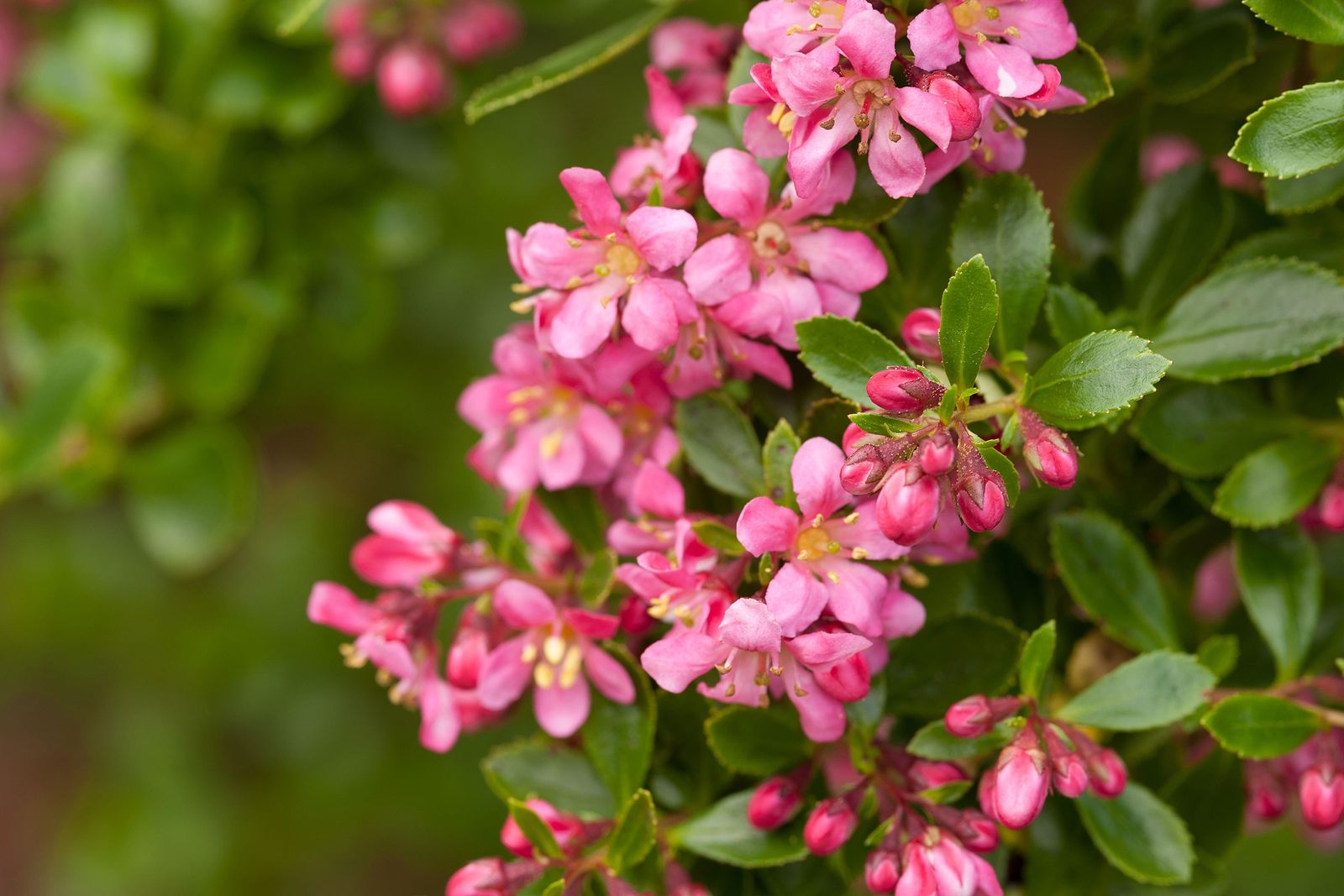 Best low maintenance shrubs: 11 easy care garden plants | Gardeningetc