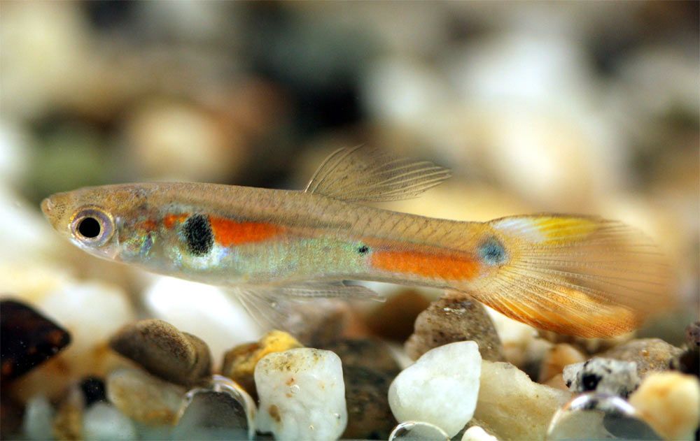 flamboyant male guppy