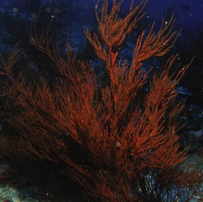 Why would these deep-dwelling coral play host to algae? Researchers don't know.
