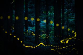 "This photo was taken on July 17, 2019 in the mountains of Tottori, Japan. The purpose is to publish this photo on the web and in photo books, and to protect the environment where fireflies live. I attached a release with a timer function to the camera and shot with a 121-second exposure."