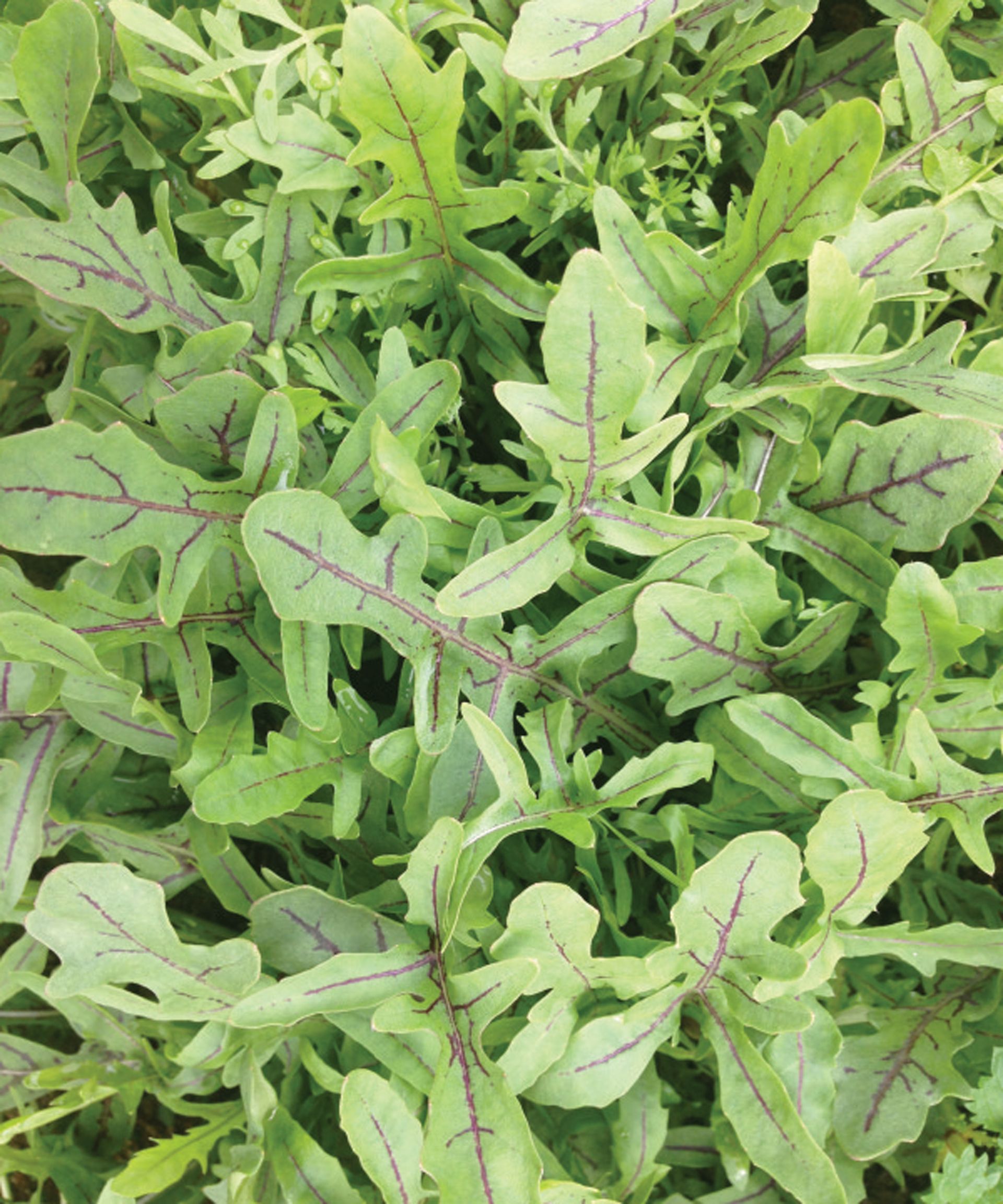 Vegetables to plant in December 10 crops to sow and grow Gardeningetc