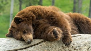 Cinnamon-colored black bear asleep on log