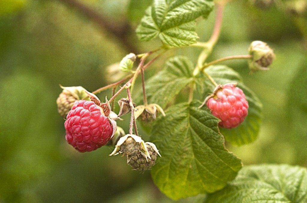 Tobacco Streak Damage On Raspberry Plant