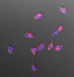 The presence of the Leishmania RNA virus is revealed by staining the viral capsids red. 