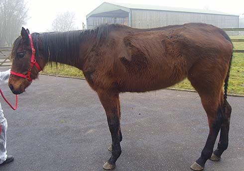 Galaxy on arrival with World Horse Welfare. Pic by World Horse Welfare