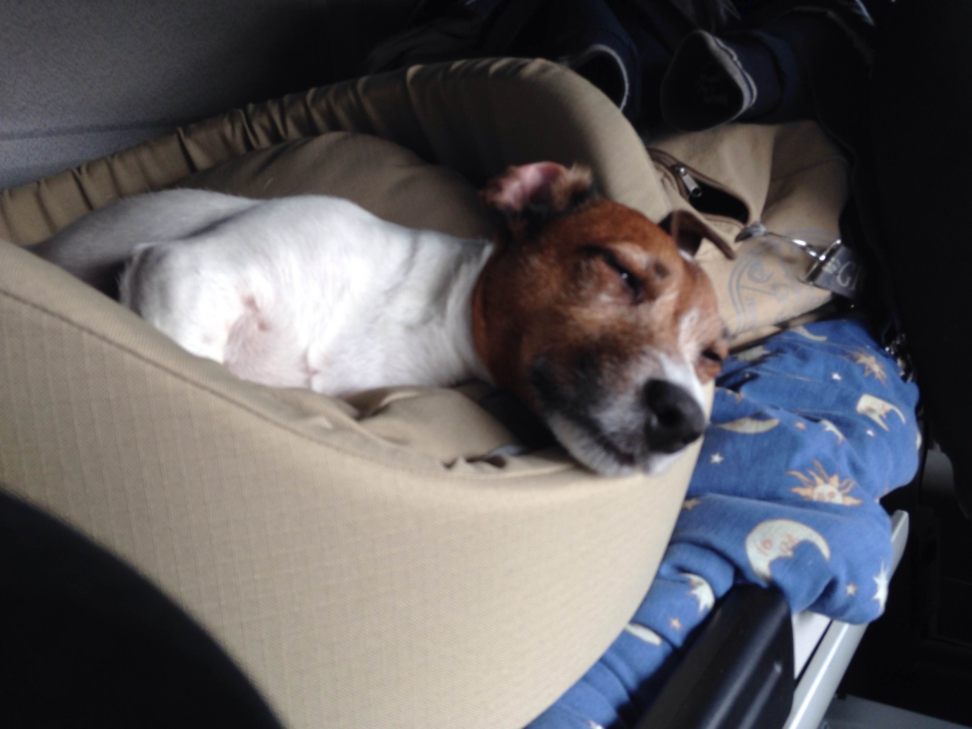 Shaun Mandy Pringle having a snooze