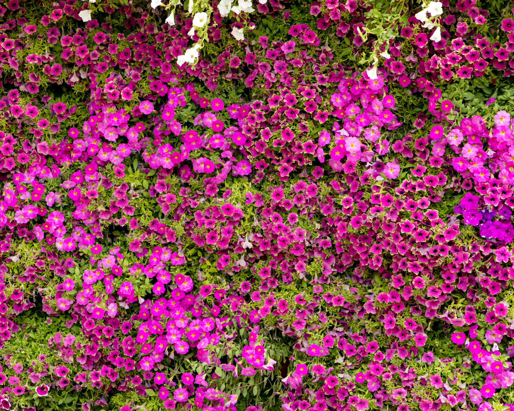 A wall of Aubrieta and Petunia Flowers