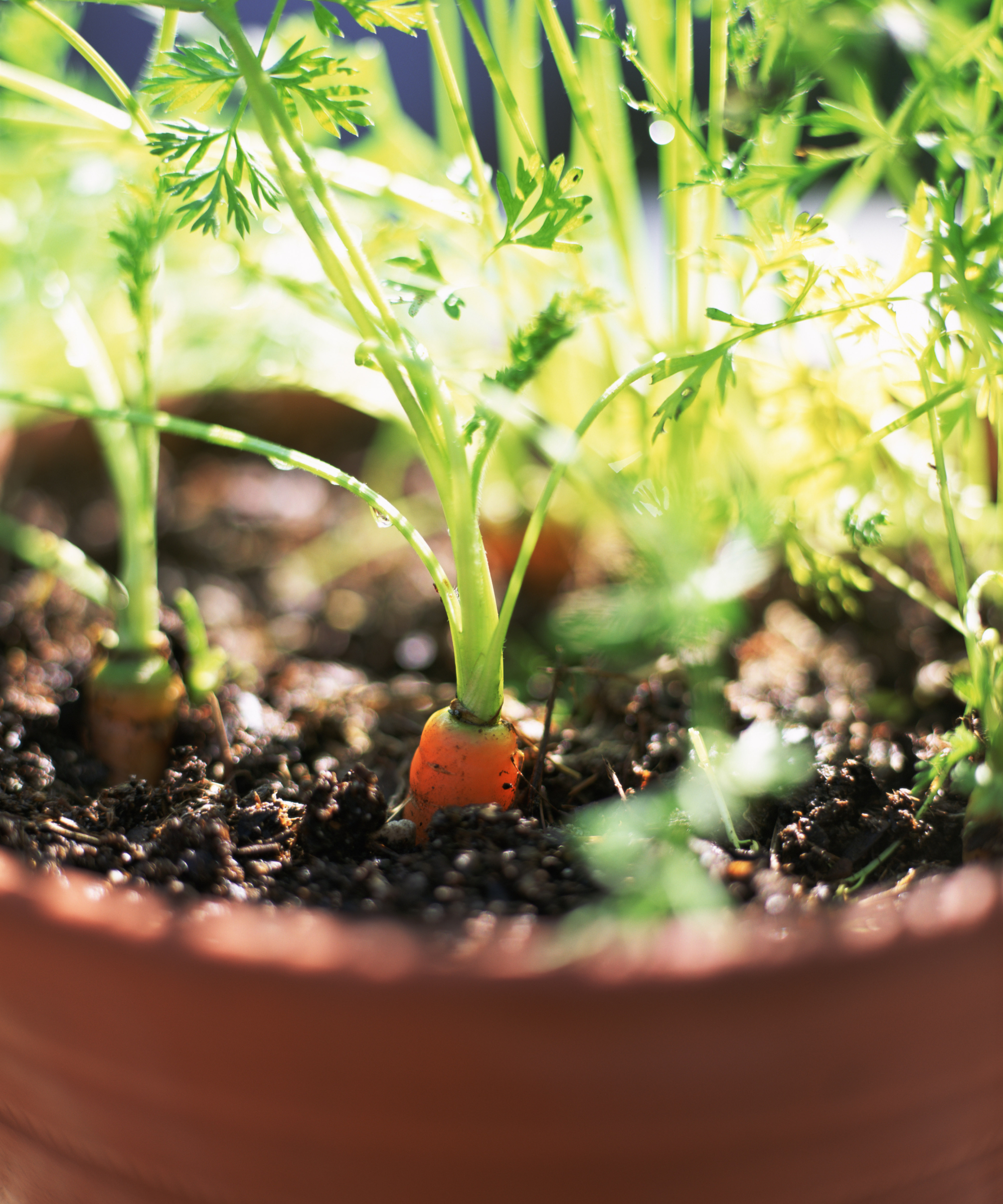 Carrots growing in a plant pot