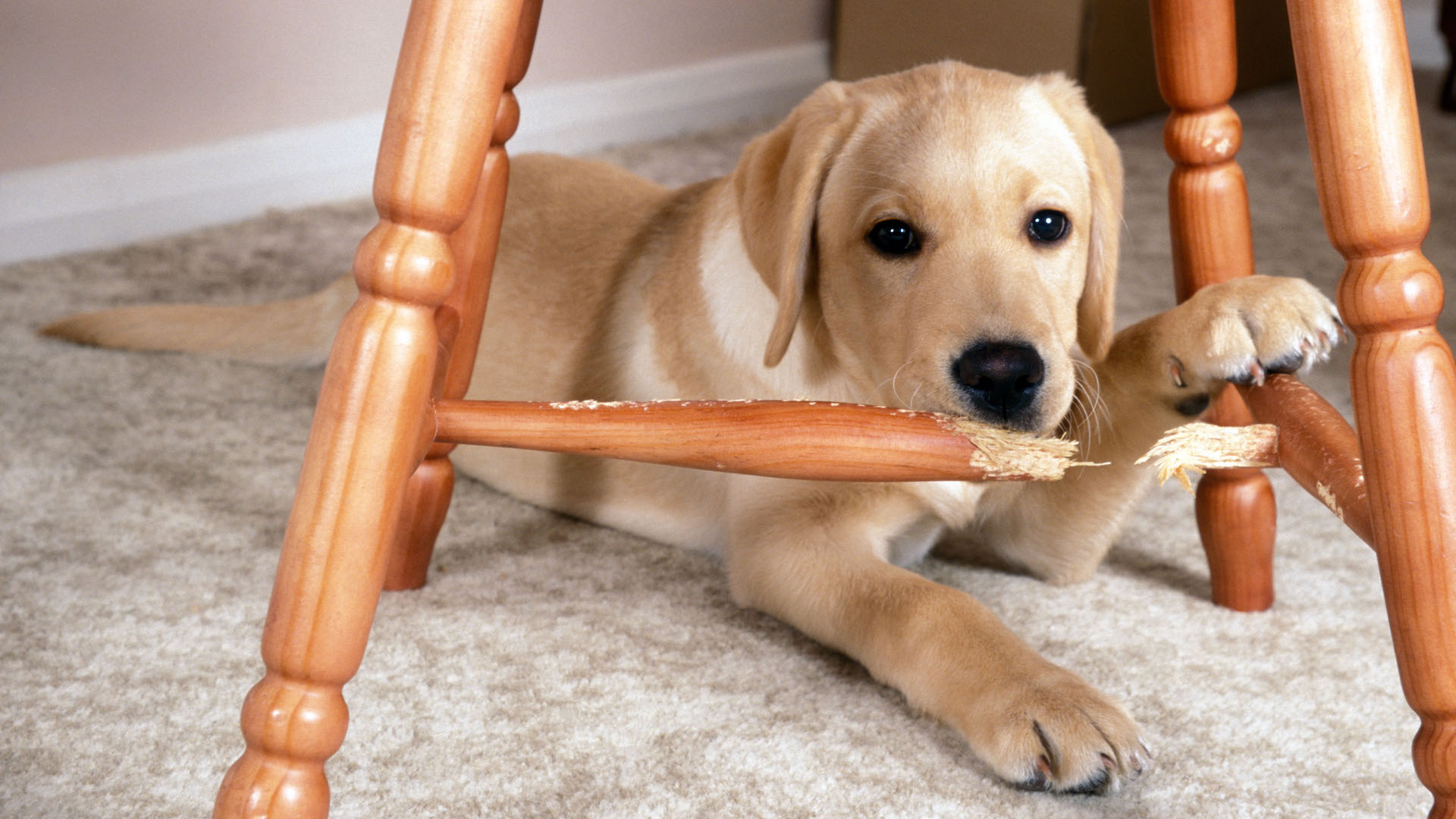 Labrador puppy chewing furniture