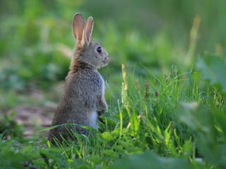 rabbit standing up on lawn