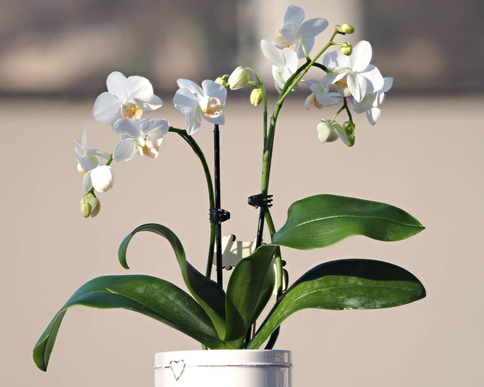 White orchid flowers trained with takes and plant clips