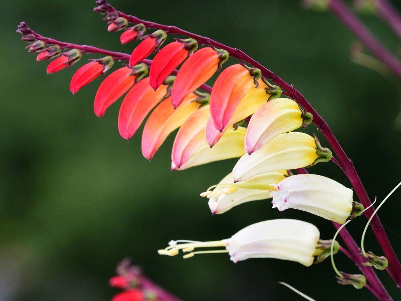 Firecracker Vine Plant