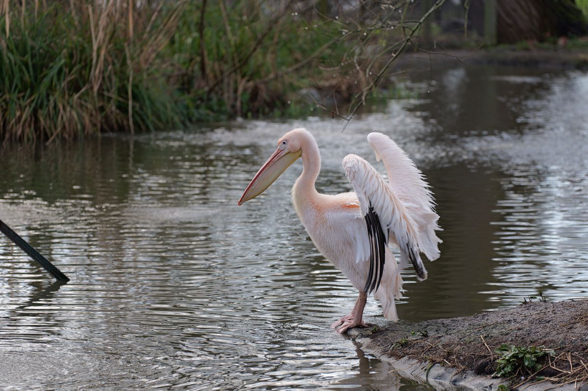 Pelican flapping its wings next to a lake