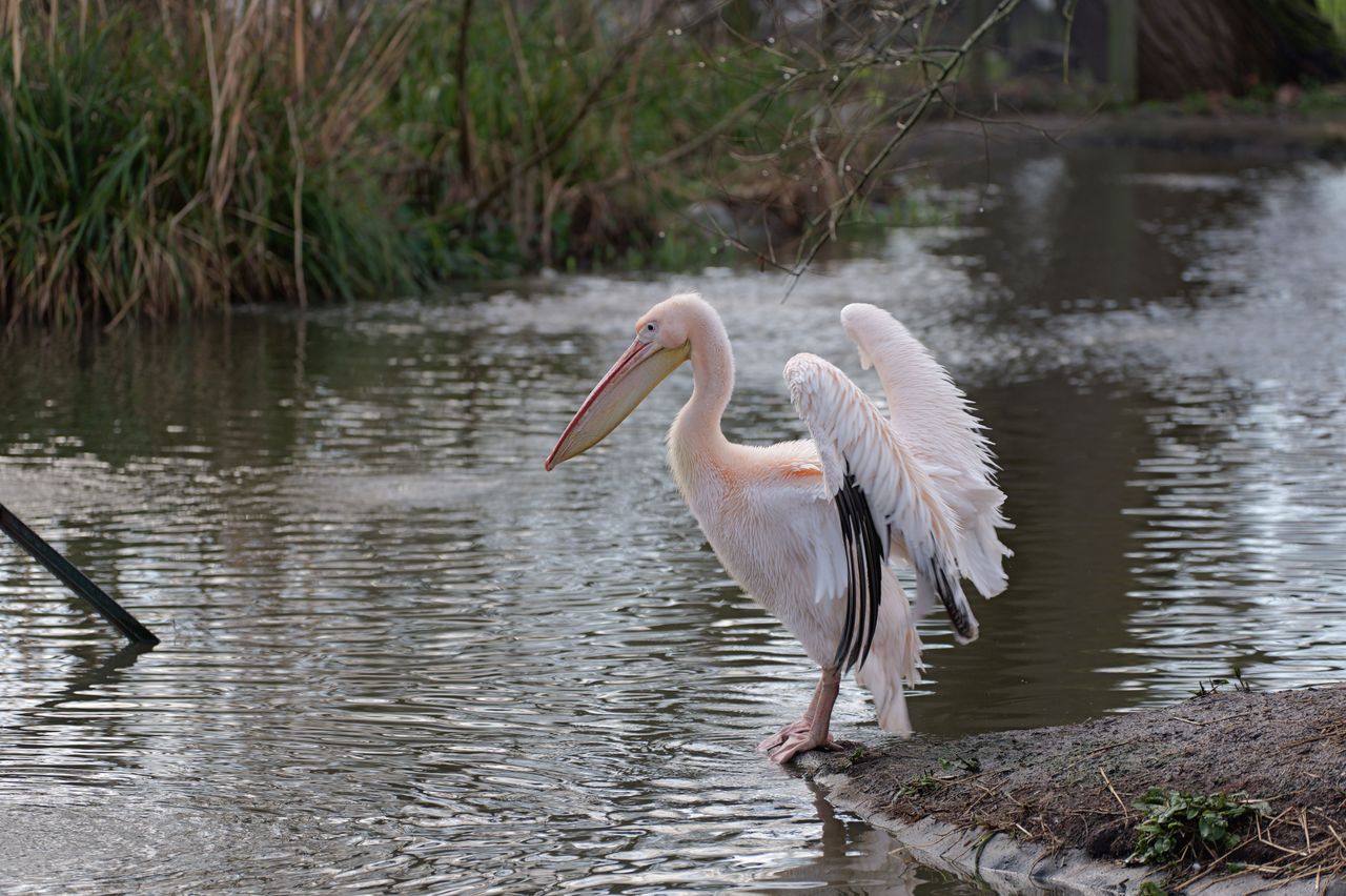 Pelican flapping its wings next to a lake
