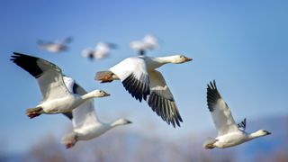 Snow geese flying through New Mexico