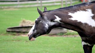 paint horse looking away from camera