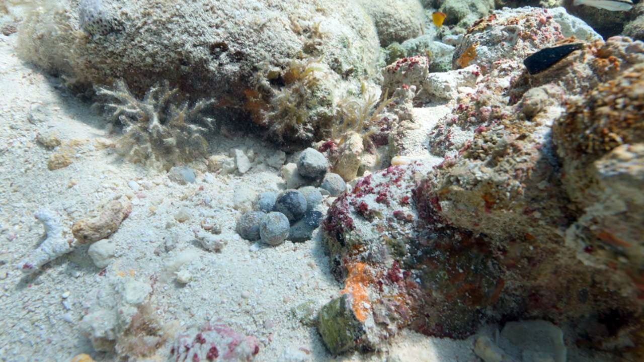 A series of round balls next to a coral reef on the sea floor.