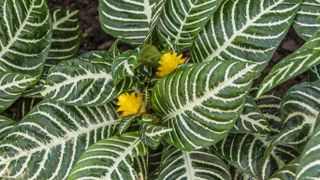 Zebra plant