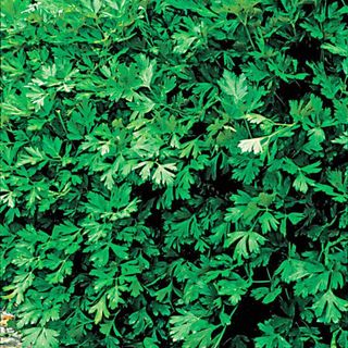 Italian flat leaf organic parsley