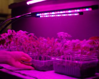 Seedlings growing under LED grow lights