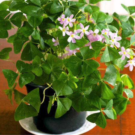 Potted Shamrock Plant 