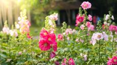 What to do with hollyhocks after flowering