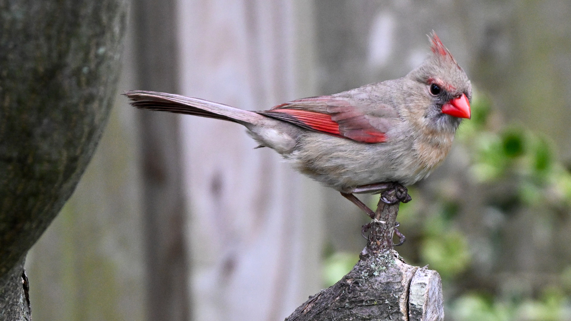 Nokin Z9 Experiential