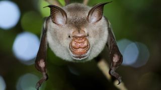 Striped leaf-nosed bat, Macronycteris vittatus on the branch.