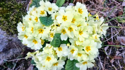 Yellow scented primrose flowers