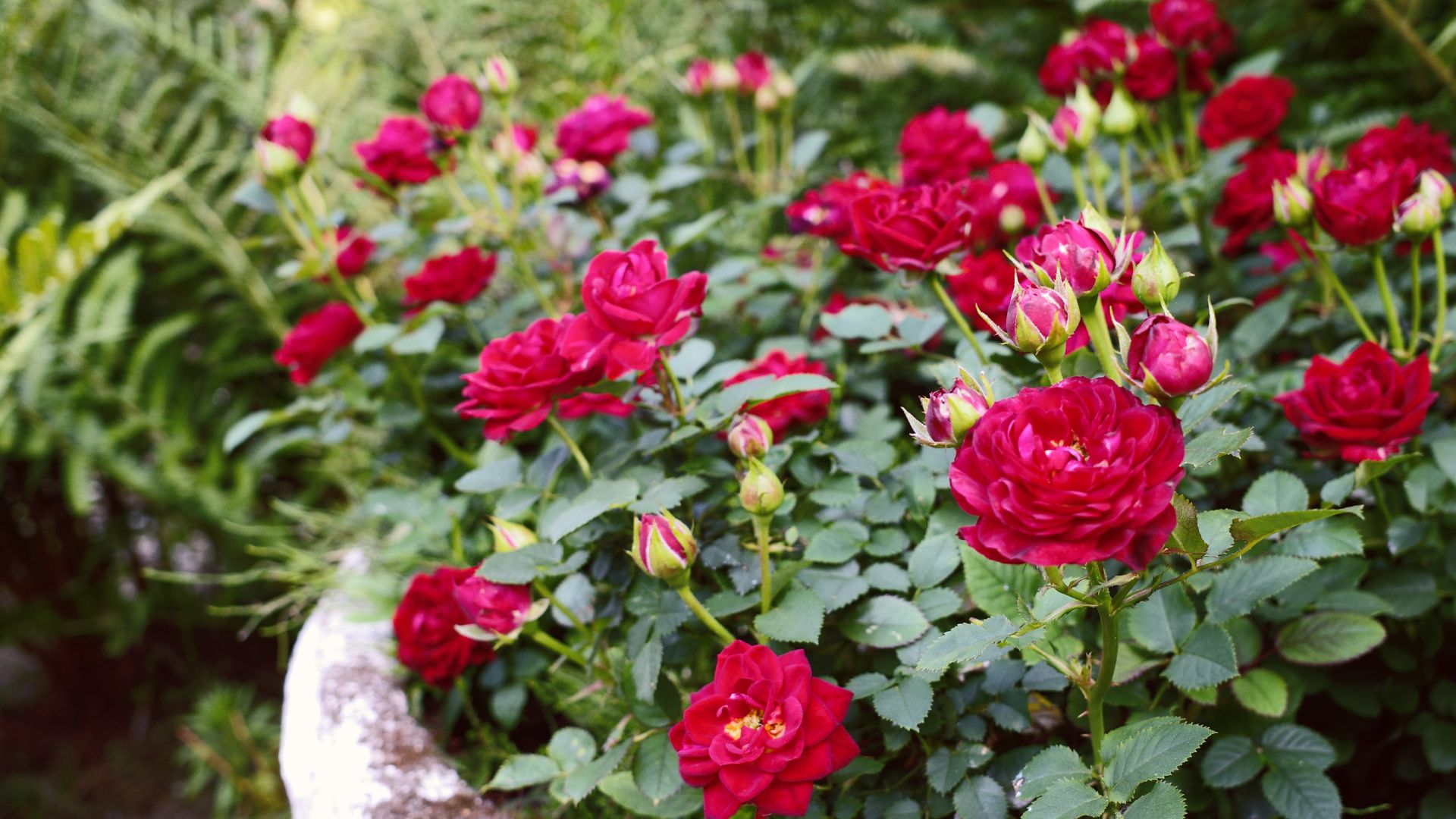 picture of red rose bush growing in a white ceramic pot