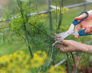 cutting dill plants for harvest
