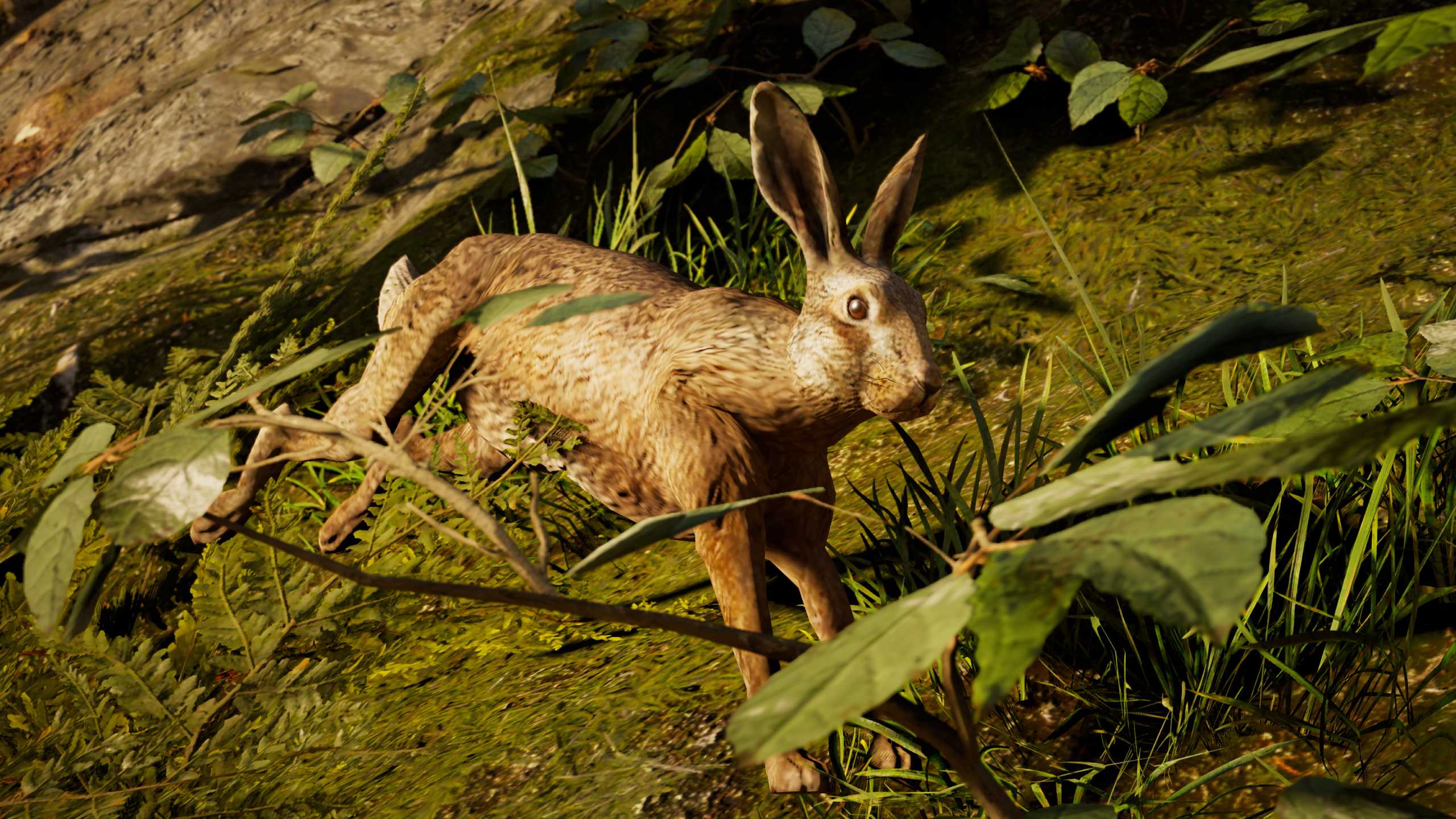 Hare