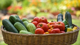 basket of home grown vegetables in garden to show the best varieties to grow for vegetable gardening for beginners