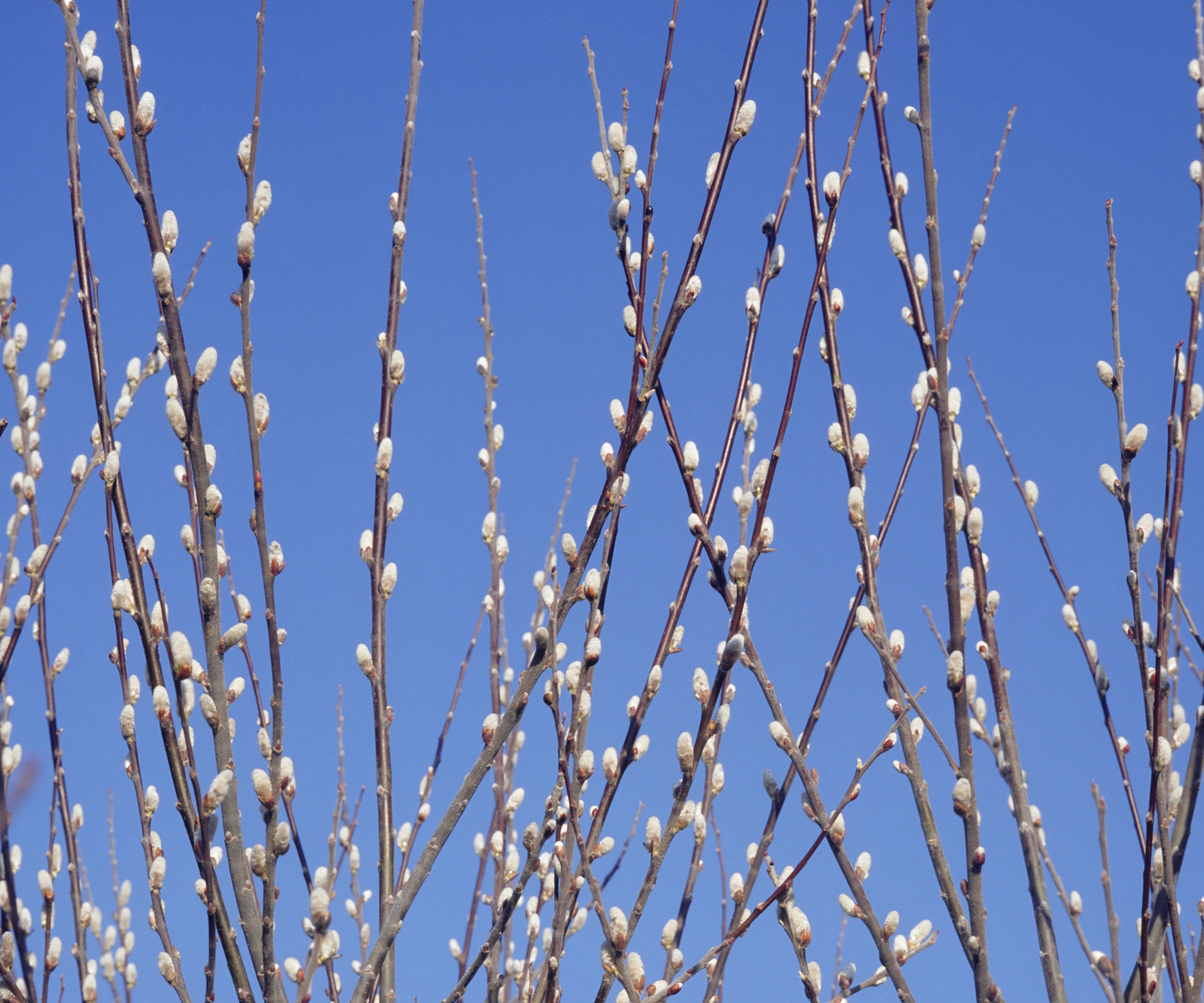 catkins on Willow Salix myrsinifolia