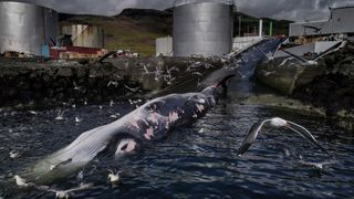 The second biggest whale, the fin whale, lies waiting for its turn to be butchered at a whaling plant in Iceland before getting sent to Japan in Iceland