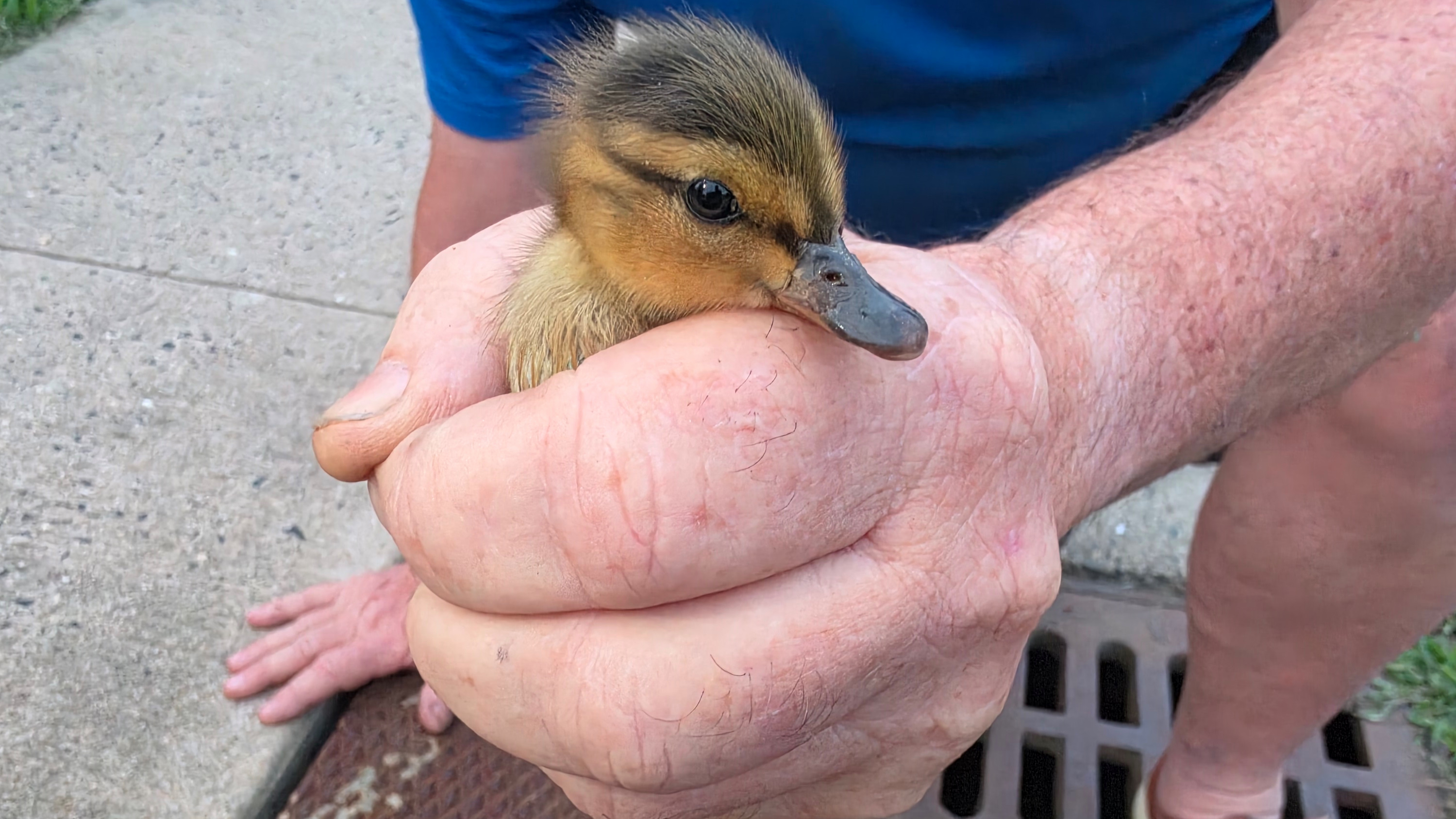 Thermal Master - duckling.