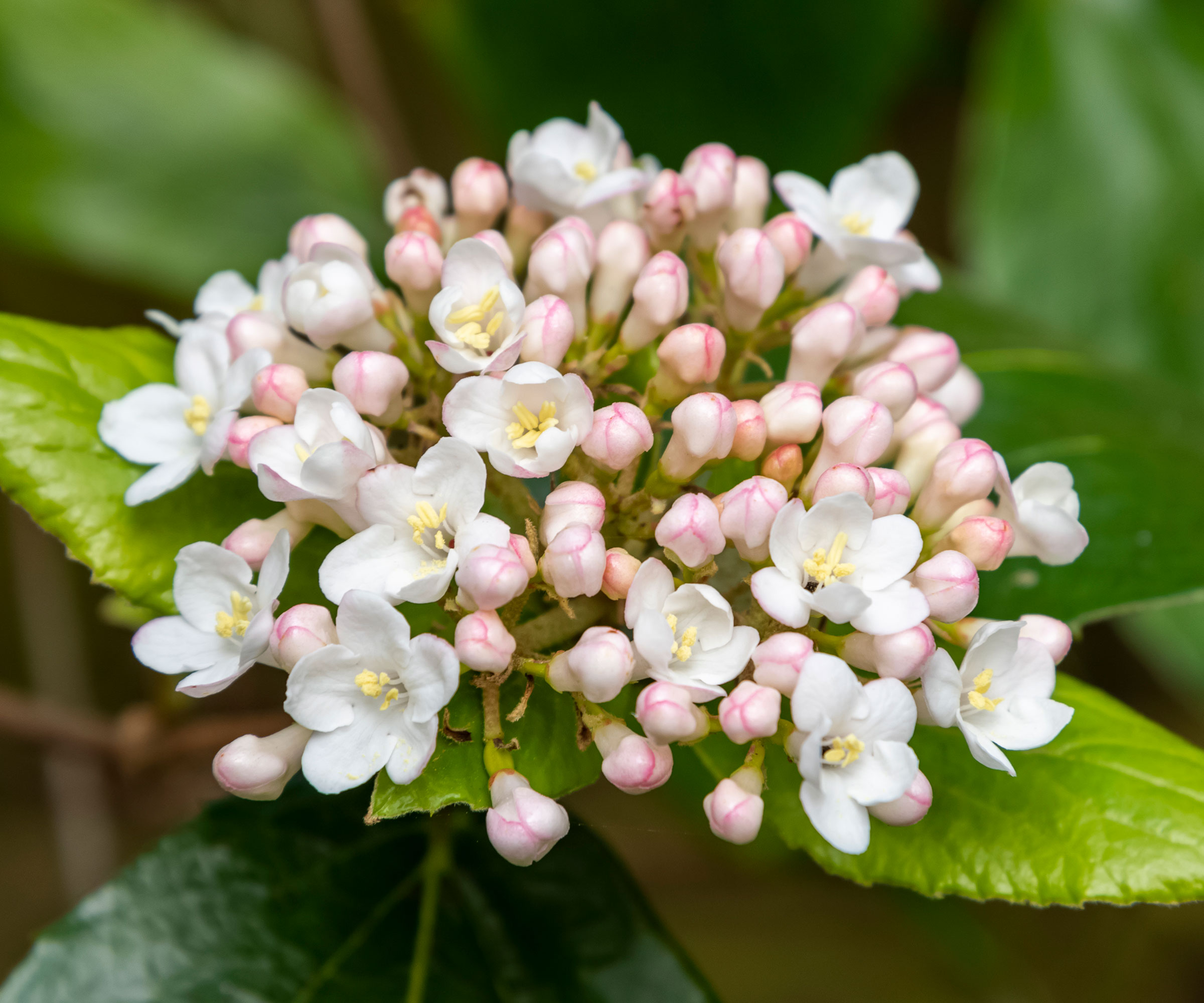 viburnum flower head in full bloom